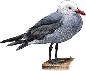Shorebird Prints: Heermann's Gull