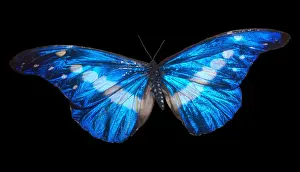 Silhouette Prints: Helena Morpho (Morpho helena)