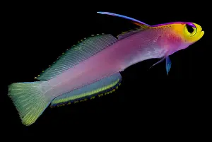Community Prints: Helfreiky Firefish
