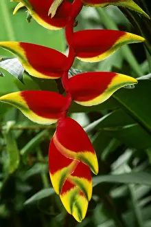 Mixed Science Images Prints: Heliconia flower