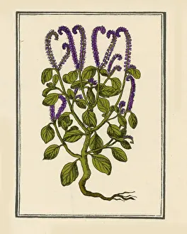 Wildflowers Prints: Heliotrop