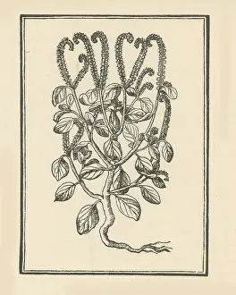 Wildflowers Prints: Heliotrop