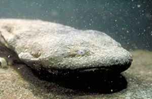Hellbender