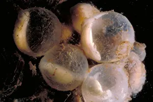 Hellbender Eggs