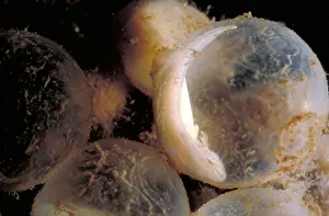 Hellbender Eggs