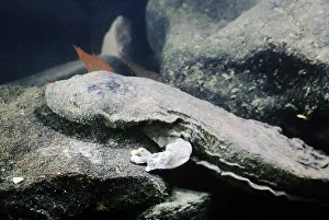 Maryland Prints: Hellbender Salamander