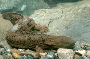 : Hellbender Salamander in the water