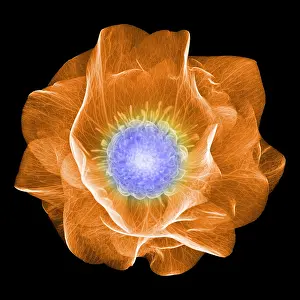 Nature Prints: Hellebore Flower, X-ray