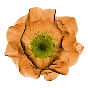 Angiosperm Prints: Hellebore Flower, X-ray