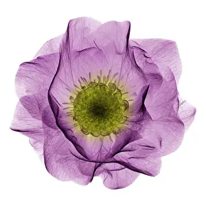 Angiosperm Prints: Hellebore Flower, X-ray