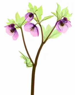 Angiosperm Prints: Hellebore Flowers, X-ray