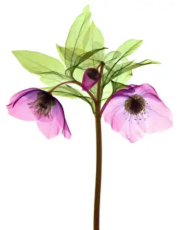 Angiosperm Prints: Hellebore Flowers, X-ray