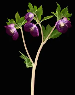 Angiosperm Prints: Hellebore Flowers, X-ray