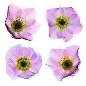 Angiosperm Prints: Hellebore Flowers, X-ray