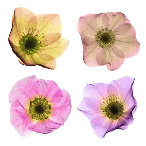 Mixed Science Images Prints: Hellebore Flowers, X-ray