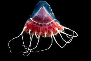 Helmets Prints: Helmet Jellyfish