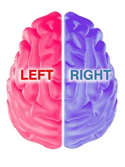 Part Prints: Hemispheres of the Brain