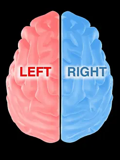 Part Prints: Hemispheres of the Brain