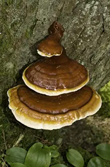 Nature Prints: Hemlock varnish shelf fungus
