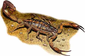 Dangerous Prints: Hentz striped scorpion