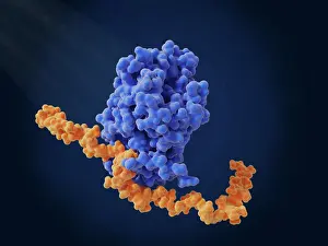 Many Science & Medical Prints: Heparin bound to antithrombin