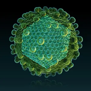 Pathogen Prints: Hepatitis C Virus
