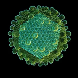 Pathogen Prints: Hepatitis C Virus