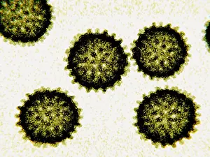 Virus Prints: Hepatitis C viruses, 3D illustration