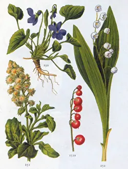 Flower Prints: Herbaceous Plants and Berry