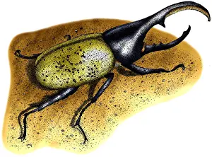 Beetle Prints: Hercules Beetle