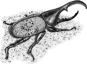 Beetle Prints: Hercules Beetle