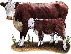 Cattle Prints: Hereford Cow