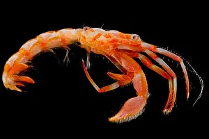 Crab Prints: Hermit Crab (Paguroidea sp.)
