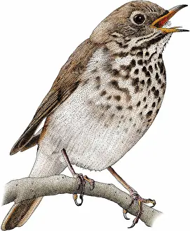Guttatus Prints: Hermit Thrush