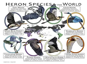 Prints: Heron Species of the World