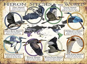Prints: Heron Species of the World