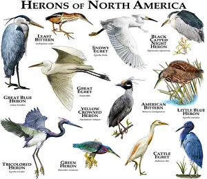 Herons of North America