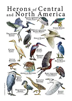 Poster Prints: Herons of North America