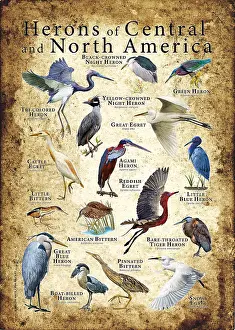 Poster Prints: Herons of North America