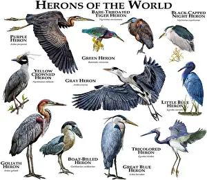 Poster Prints: Herons of the World