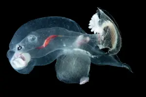 Elephants Prints: Heteropod Carinaria lamarcki