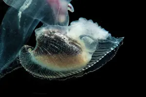 Mexico Prints: Heteropod Carinaria lamarcki