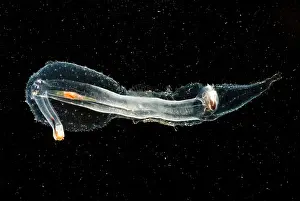 Molluscks Prints: Heteropod Mollusk