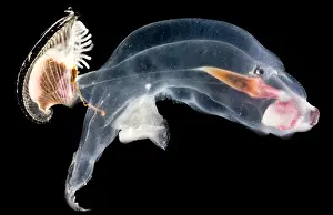 Molluscks Prints: Heteropod Mollusk