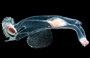 Molluscks Prints: Heteropod Mollusk