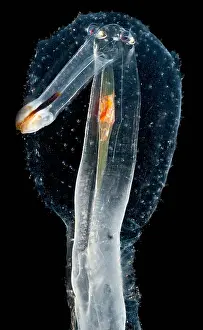 Molluscks Prints: Heteropod Mollusk