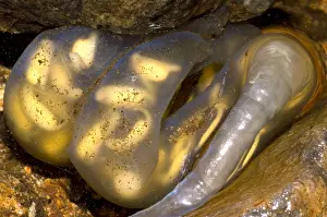 Eggs Prints: Hida Salamander