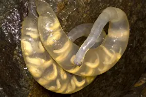 Eggs Prints: Hida Salamander