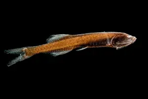 Condition Prints: Hidden Bristlemouth (Cyclothone obscura)
