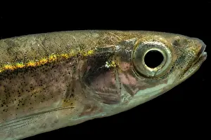 Shiner Prints: Highland Shiner (Notropis micropteryx)